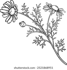 Chamomile Plant with Flowers Outline Illustration.