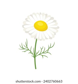 Chamomile plant isolated on white background. Vector cartoon flat illustration of daisy. Wildflower icon.