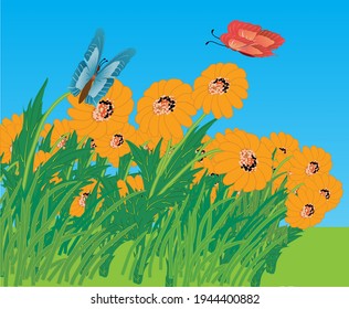 Chamomile plants on a spring field with colorful butterflies flying over them. Vector illustration.