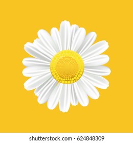 Chamomile realistic symbol. Yellow background with isolated chamomile. Vector illustration.