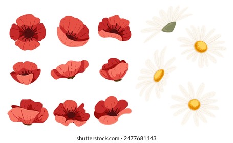 Chamomile and Red poppy flower vector illustration set in bloom, isolated on a white background simple style design