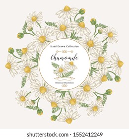 Chamomile round frame. Flowers and leaves hand drawn. Medical herbs. Vector illustration vintage.