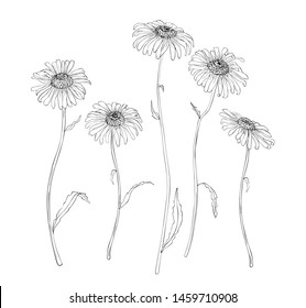 Sketch Floral Botany Collection Feverfew Camellia Stock Vector (Royalty ...