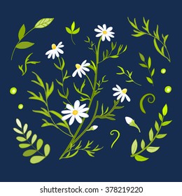 Chamomile, a set of hand drawn floral vector elements