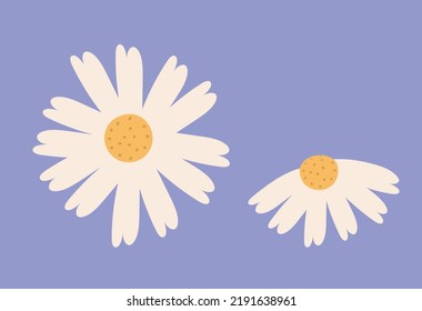 Chamomile set in isolation hand-drawn. Cute blooming flowers, floral design elements for decoration, women's goods, wedding invitation. Beautiful petals, herbs, plants, daisy vector illustration