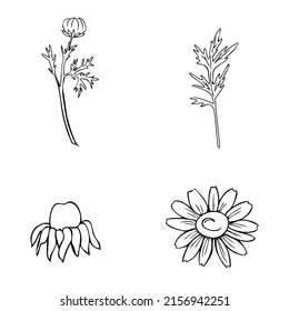 Chamomile set flor de campo silvestre aislado en fondo blanco botánico línea dibujada a mano arte margarita dibujo vectorial ilustración de doodle, planta de contorno para el diseño paquete té, cosmético, medicina natural