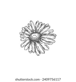 Kamille-Einzelblütenskizze Handgezeichnetes botanisches Vintage-Blumenelement. Medizinische Wildblütenpflanze. Einzige Vektorgrafik.