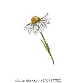 Flor de manzanilla sobre el bosquejo de color de tallo. Hierba de flores silvestres en floración a mano. Engravamiento del elemento floral vintage botánico. Ilustración vectorial aislada.