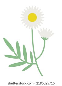 Camomile en estilo plano. Hermosa flor silvestre.