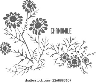 Chamomile stem with flowers vector silhouette. Matricariae flores medicinal herbal outline. Roman chamomile silhouette for pharmaceuticals and cosmetology. A set of Chamomile blossom outlines.