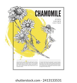 Etiqueta de mosaico o plantilla de etiqueta con marco en forma cuadrada, dibujo grabado de ilustración vectorial aislado en fondo blanco. Chamomile por diseño de banner dibujado a mano.