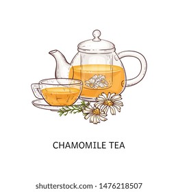 Chamomile tea in glass teapot and cup with flowers sketch vector illustration isolated on white background. Healthy herbal drink image for packaging and advertising.