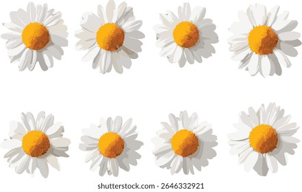 Kamillenbaum, Chamaemelum nobile, Vektorgrafik, Ausschnitt, Kräuterpflanze, isoliertes botanisches Element, Gartenkraut, floraler Clipart, natürliches Heilmittel, Wildblume, Heilkraut,