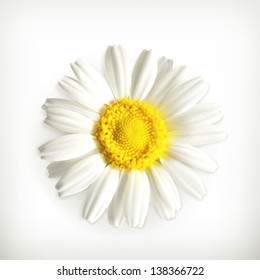 Chamomile, vector