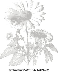 Chamomile vector balck and white