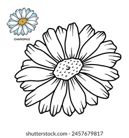 Chamomile - Vector Design Illustration Of Chamomile Flower For Coloring Book 