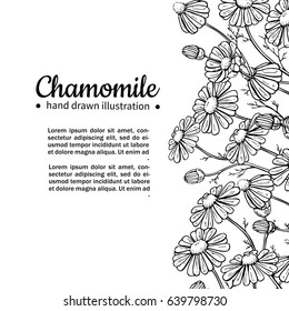 Chamomile vector drawing frame. Isolated daisy wild flower and leaves. Herbal engraved style illustration. Detailed botanical sketch for tea, organic cosmetic, medicine, aromatherapy