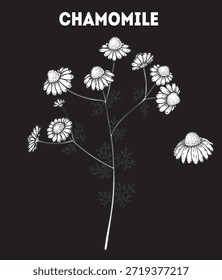 Ilustración de dibujo de Vector de manzanilla. Boceto dibujado a mano. Boceto de planta medicinal de Antiguas