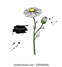 Chamomile vector drawing set. Isolated daisy wild flower and leaves. Herbal artistic style illustration. Detailed botanical sketch for tea, organic cosmetic, medicine, aromatherapy