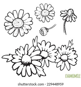 Chamomile. Vector hand drawn illustration. Healing herb.