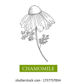 Kamille Vektorgrafik auf weißem Hintergrund. Lineare Zeichenkunst. Blumenfarbbuch