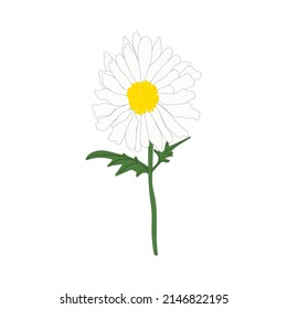 Ilustración vectorial de camomila. Flor realista. Huella botánica. Concepto médico.