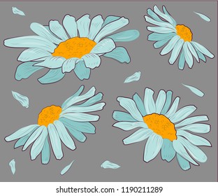 chamomile vector illustration. set of different flowers.