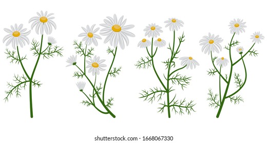 Chamomile vector set. Daisies in cartoon style isolated on white background.