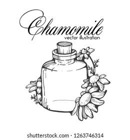 chamomile vector vintage illustration