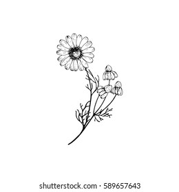 Chamomile vector. Wildflowers collection in outline style for natural, organic, health care products,aromatherapy. Flower lined isolated on a white background. Vector illustration.