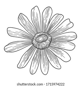 Chamomile vintage flower icon. Hand drawn illustration of chamomile vintage flower vector icon for web design