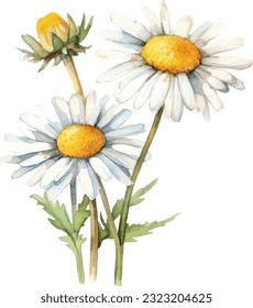 Chamomile Watercolor illustration. Hand drawn underwater element design. Artistic vector marine design element. Illustration for greeting cards, printing and other design projects.