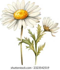 Chamomile Watercolor illustration. Hand drawn underwater element design. Artistic vector marine design element. Illustration for greeting cards, printing and other design projects.