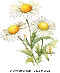 Chamomile Watercolor illustration. Hand drawn underwater element design. Artistic vector marine design element. Illustration for greeting cards, printing and other design projects.