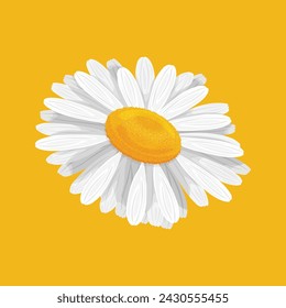 Chamomile. A white daisy flower on a yellow background. A bright wildflower. Vector illustration