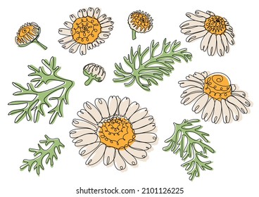 Chamomile. White daisy flowers. Different sorts of flower petal blossom and leaf. Vector illustration in line art style
