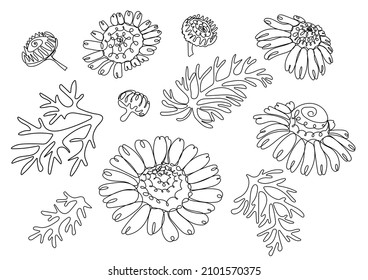 Chamomile. White daisy flowers. Different sorts of flower petal blossom and leaf. Vector illustration in line art style