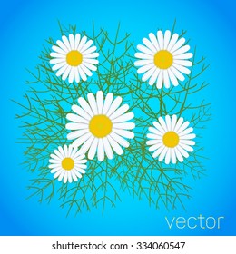 chamomile white flower. Vector illustration