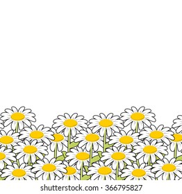 Chamomile. White flowers summer meadow. Beautiful wild flowers. summertime landscape and blossom.
