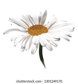 Chamomile with white petals without leaves