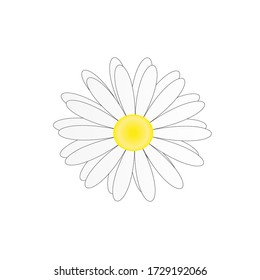 Chamomile, white petals, yellow bud isolated on white background. Vector illustration