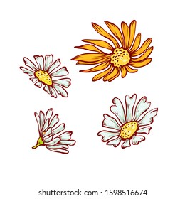 Chamomile white and yellow flowers set vector sketch contour illustration.