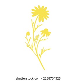 Chamomile wild field flower isolated on white background botanical hand drawn daisy vector silhouette doodle illustration for design package tea, organic cosmetic, natural medicine, greeting card