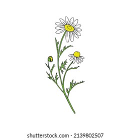 Kamille Wildfield-Blume einzeln auf weißem Hintergrund Botanische handgezeichnete Skizze, Vektorgrafik für Design-Paket-Tee, organische Kosmetik, Naturmedizin, Grußkarte