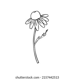 Chamomile wild field flower isolated on white background botanical hand drawn line art daisy sketch vector doodle illustration, outline plant for design package tea, cosmetic, natural medicine