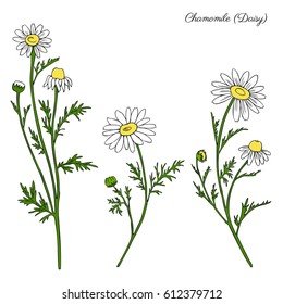 Chamomile wild field flower isolated on white background botanical hand drawn daisy sketch vector doodle illustration for design package tea, organic cosmetic, natural medicine, greeting card, wedding