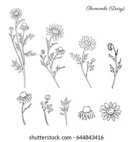  45 Best Chamomile Flower Tattoo Designs  Meaning and Ideas