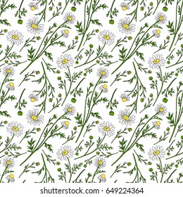 Chamomile wild field flower isolated on white background botanical hand drawn daisy sketch vector doodle illustration, seamless pattern for design package tea, cosmetics, medicine, textile, fabric
