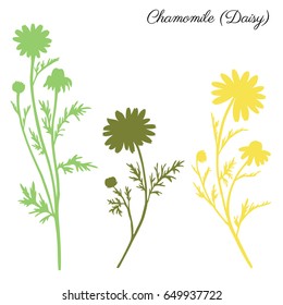 Chamomile wild field flower isolated on white background botanical hand drawn daisy vector silhouette doodle illustration for design package tea, organic cosmetic, natural medicine, greeting card