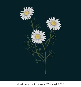 Chamomile. Wild flower. white summer flower	